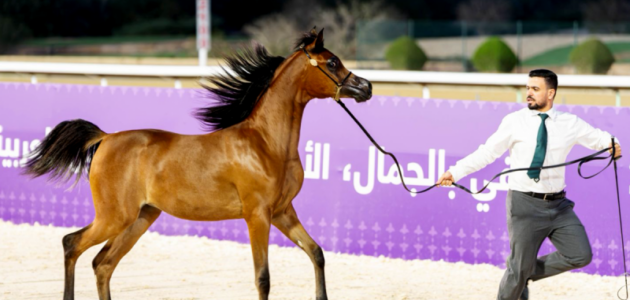 بمشاركة 340 جواداً.. انطلاق منافسات بطولة العالم لخيل الجزيرة 2026 في الرياض
