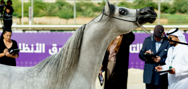 تحت رعاية الأمير بندر بن خالد الفيصل.. إسدال الستار على مهرجان بطولة العالم لخيل الجزيرة 2026 بنجاح باهر