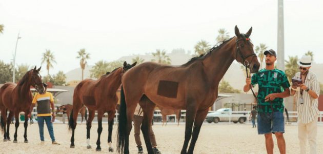 168 فارساً وفارسة في قلب الحدث.. الرياض تحتضن نهائي دوري الاتحاد السعودي لقفز الحواجز