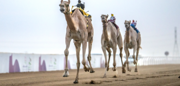 مهرجان ولي العهد للهجن يعلن جوائز تفوق 50 مليون ريال – 30.4 مليون مخصص للرموز
