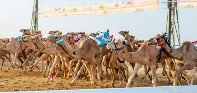 مهرجان ولي العهد للهجن 2026: تسجيل الأشواط يبدأ في ميدان الطائف التاريخي
