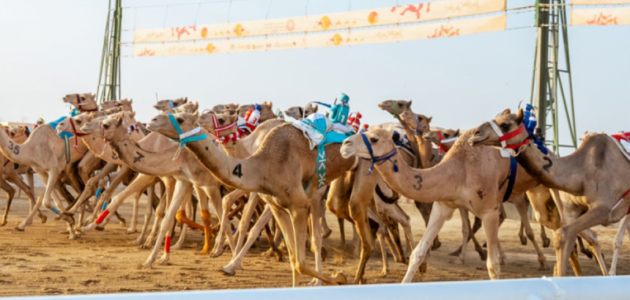 مهرجان ولي العهد 2026: تذاكر جديدة، جوائز تتجاوز 50 مليون ريال، واستعدادات لا تُفوَّت