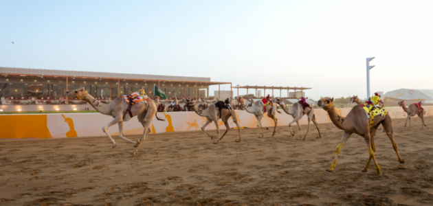 مهرجان ولي العهد للهجن 2026: هجن السعودية تتصدر مع 13 فوزًا في اليوم الثاني