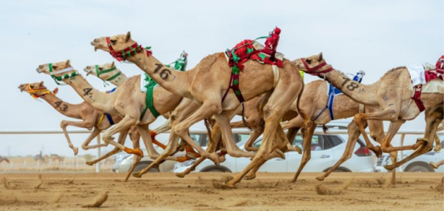 مهرجان ولي العهد للهجن يطلق 1640 مطية في سباقٍ يرفع الأرقام القياسية